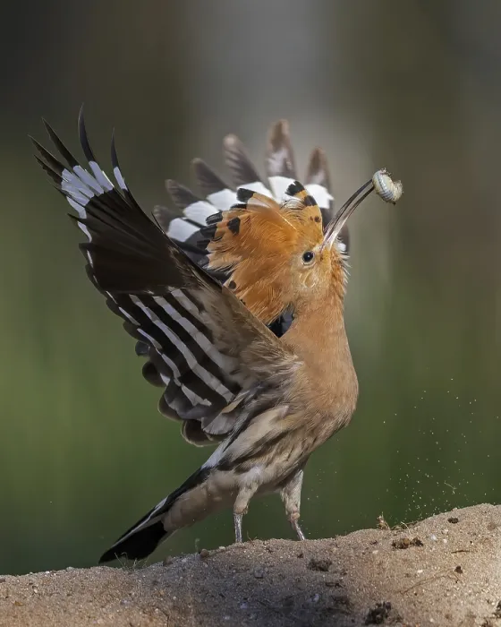 Framed Print : Hoopoe (Upupa epops) bird of the year 2022