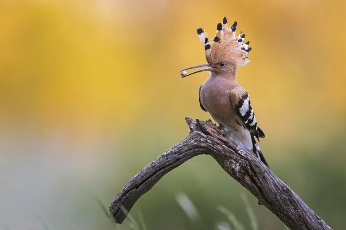 Framed Print : Hoopoe (Upupa epops) bird of the year 2022