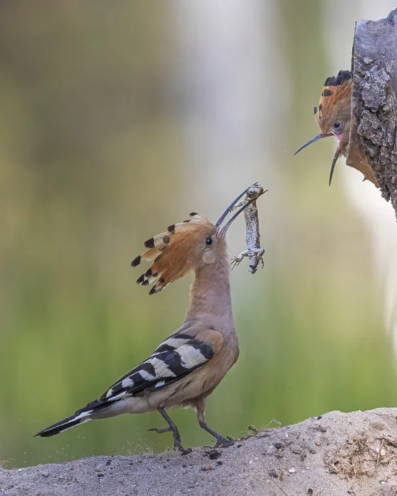 Framed Print : Hoopoe (Upupa epops) bird of the year 2022
