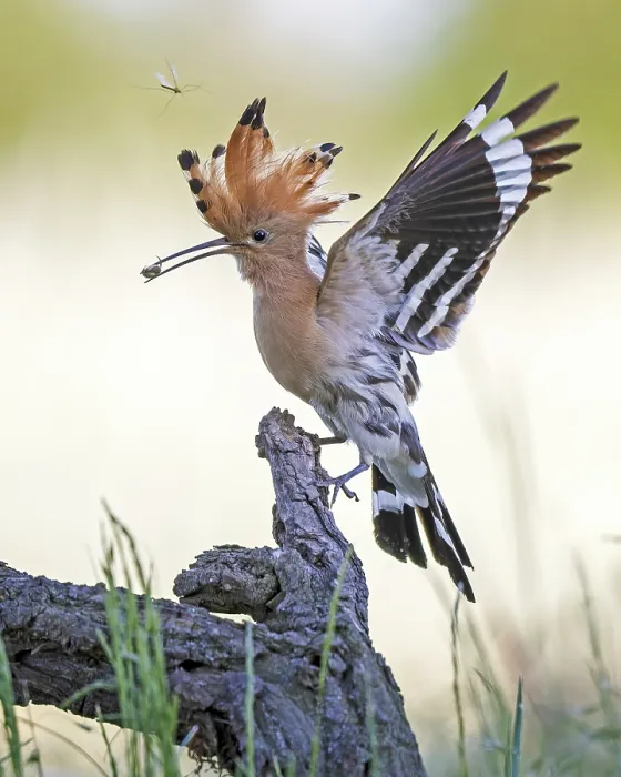 Framed Print : Hoopoe (Upupa epops) bird of the year 2022 Framed Print : Hoopoe (Upupa epops) bird of the year 2022
