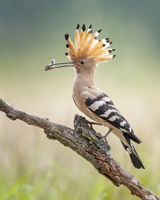 Framed Print : Hoopoe (Upupa epops) Bird of the Year 2022 Framed Print : Hoopoe (Upupa epops) Bird of the Year 2022