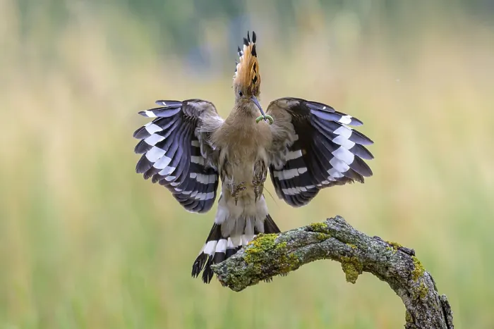 Framed Print : Hoopoe (Upupa epops) with caterpillar in beak