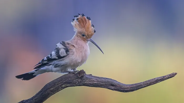 Framed Print : Hoopoe (Upupa epops) courting adult bird in its own territory Framed Print : Hoopoe (Upupa epops) courting adult bird in its own territory