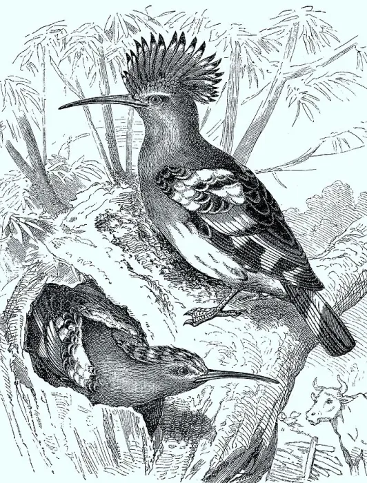 Framed Print : Hoopoe (Upupa epops) with erect feathered cap Framed Print : Hoopoe (Upupa epops) with erect feathered cap