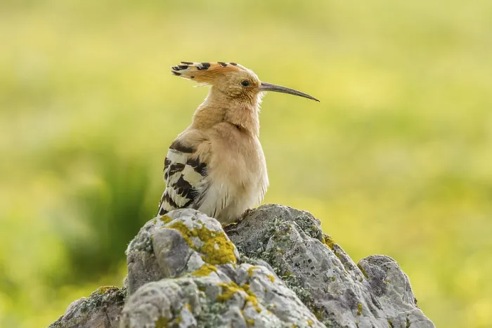 Framed Print : Hoopoe (Upupa epops), Extremadura, Spain, Europe