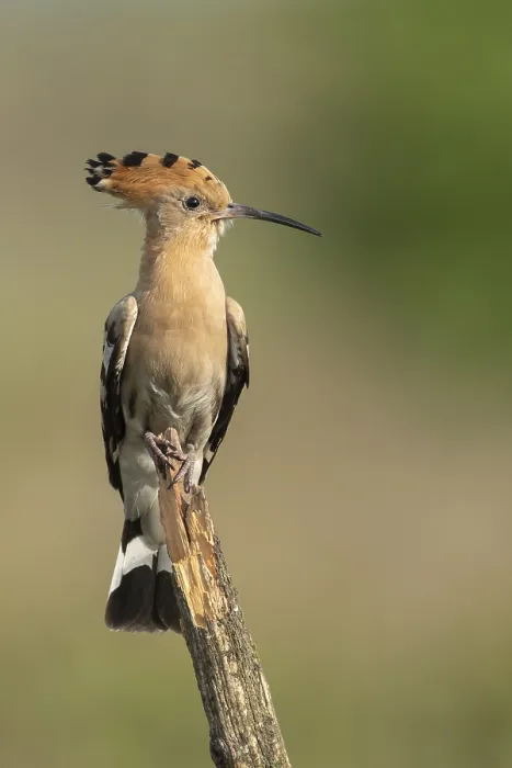 Framed Print : Hoopoe (Upupa epops), FaBberg Framed Print : Hoopoe (Upupa epops), FaBberg