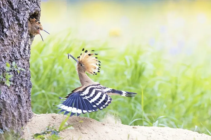 Framed Print : Hoopoe (Upupa epops) feeding its young Framed Print : Hoopoe (Upupa epops) feeding its young