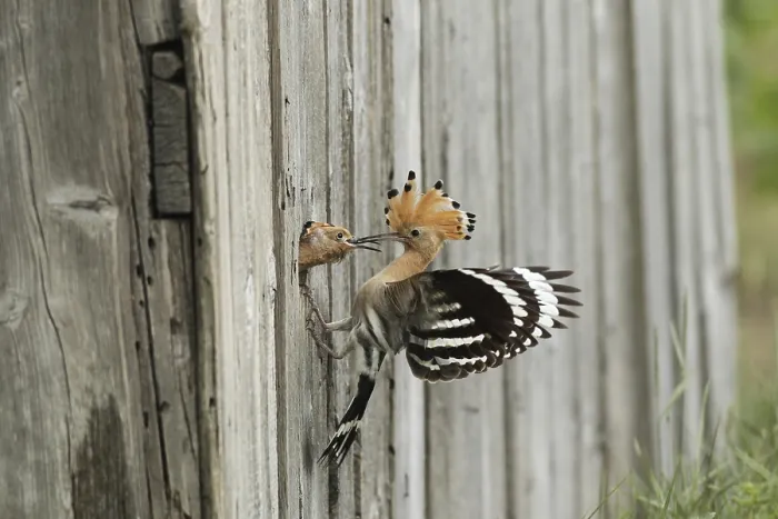 Framed Print : Hoopoe (Upupa epops) feeding young bird at the artificial breeding hole in a barn