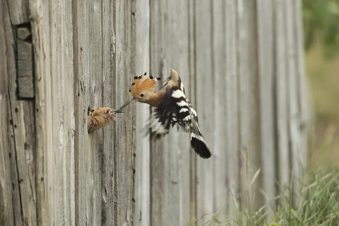 Framed Print : Hoopoe (Upupa epops) feeding young bird at the artificial breeding hole in a barn
