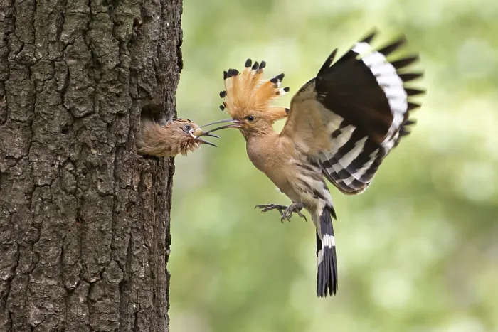 Framed Print : Hoopoe (Upupa epops), feeding young with lizard eggs