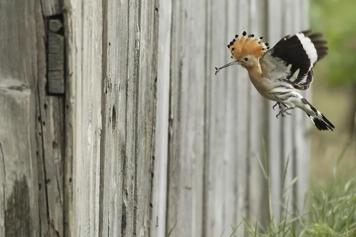 Framed Print : Hoopoe (Upupa epops) flies with food to the artificial nest hole in a barn