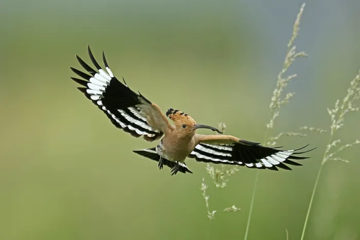 Framed Print : Hoopoe (Upupa epops) in flight with food