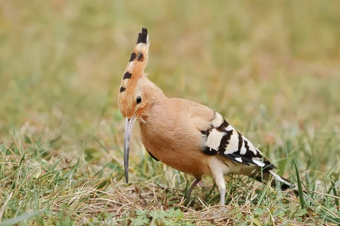 Framed Print : Hoopoe (Upupa epops) foraging, Algarve, Portugal