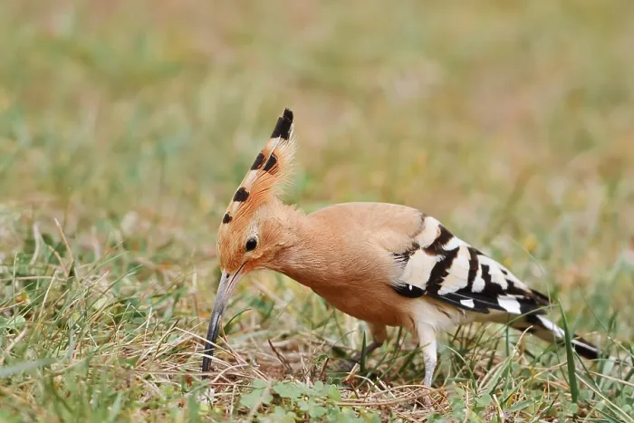Framed Print : Hoopoe (Upupa epops) foraging, Algarve, Portugal