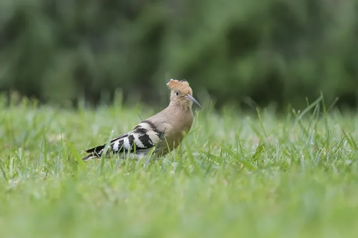 Framed Print : Hoopoe (Upupa epops), foraging in a meadow
