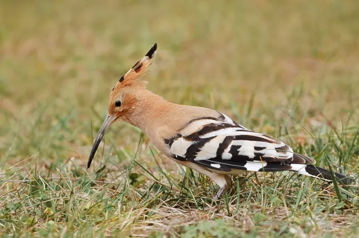 Framed Print : Hoopoe (Upupa epops) foraging in a meadow Framed Print : Hoopoe (Upupa epops) foraging in a meadow
