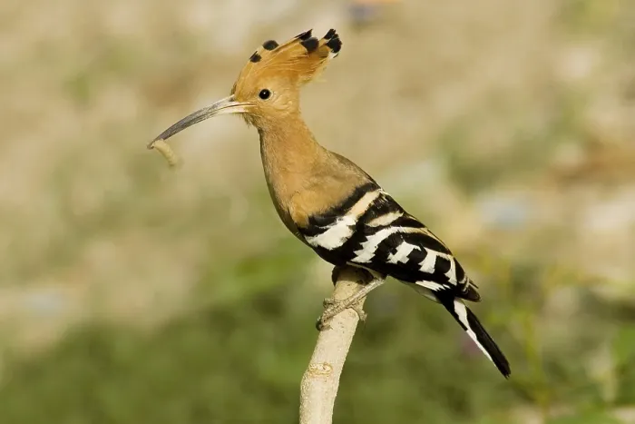 Framed Print : Hoopoe (Upupa epops) holding pray at it's nest