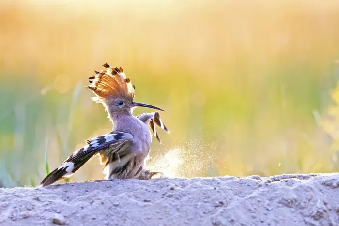 Framed Print : Hoopoe (Upupa epops) lands on a sand mountain Framed Print : Hoopoe (Upupa epops) lands on a sand mountain