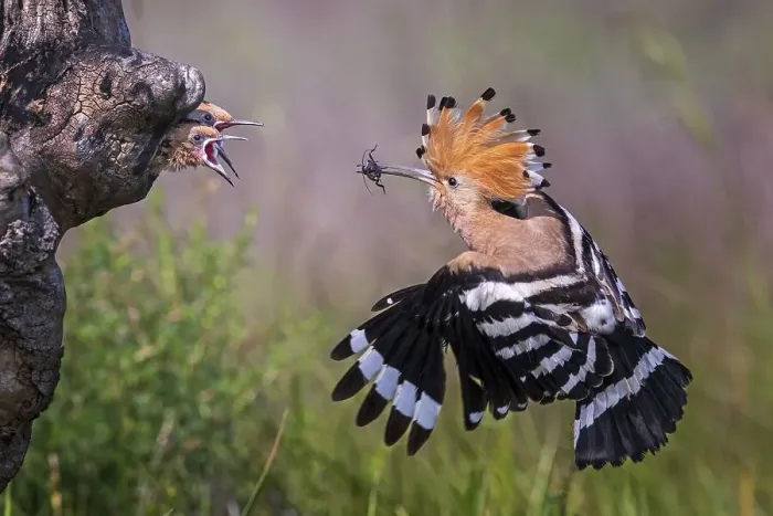 Framed Print : Hoopoe ( Upupa epops) Old bird feeding its young