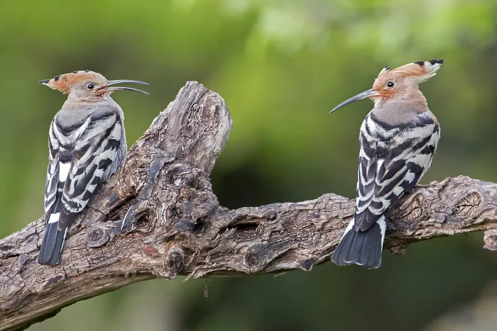 Framed Print : Hoopoe (Upupa epops) pair, mating