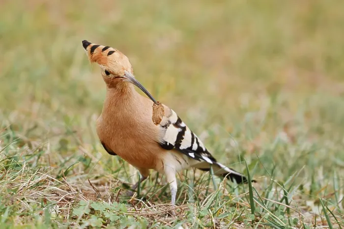 Framed Print : Hoopoe (Upupa epops) with prey in its beak