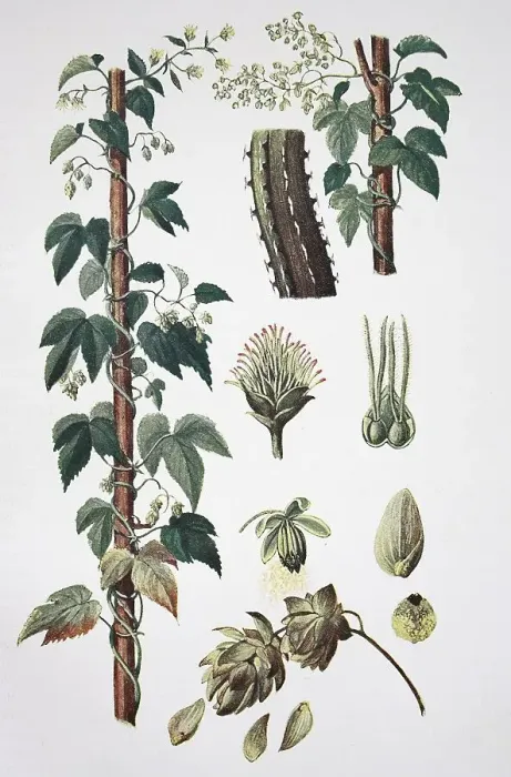 Framed Print : Hop (Humulus lupulus) plant Hop Framed Print : Hop (Humulus lupulus) plant Hop