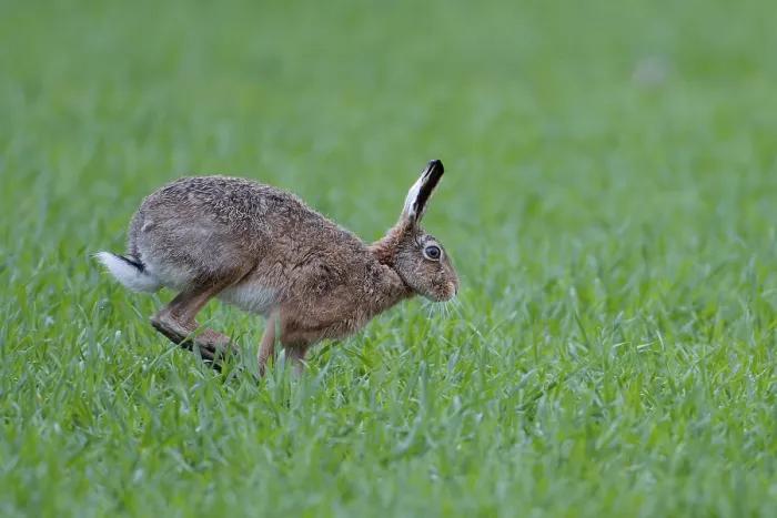 Framed Print : Hopping brown hare (Lepus europaeus) Framed Print : Hopping brown hare (Lepus europaeus)