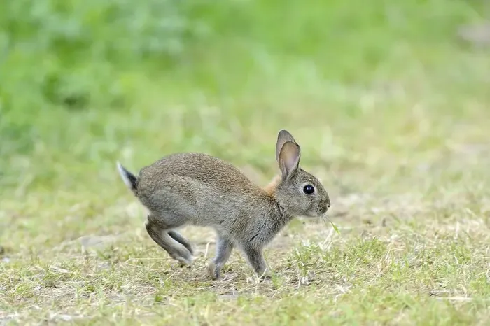 Framed Print : Hopping young European rabbit (Oryctolagus cuniculus) Framed Print : Hopping young European rabbit (Oryctolagus cuniculus)