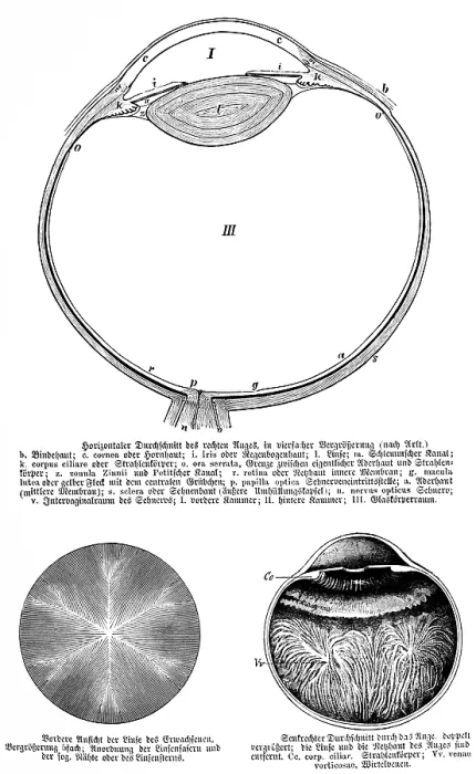 Framed Print : Horizontal cross-section of right eye