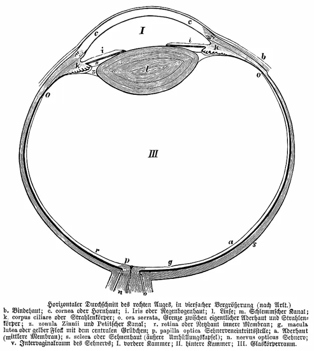 Framed Print : Horizontal cross section of right eye Framed Print : Horizontal cross section of right eye