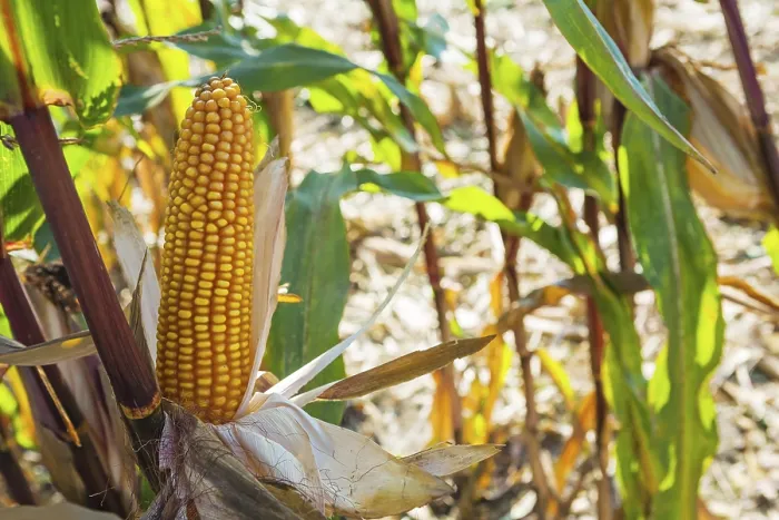 Framed Print : Horizontal version close up view on ear of maize corn Framed Print : Horizontal version close up view on ear of maize corn