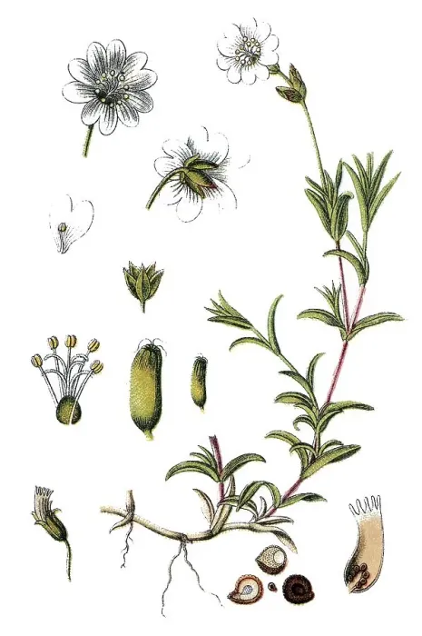 Framed Print : Horn Chickweed (Minuartia arvensis)