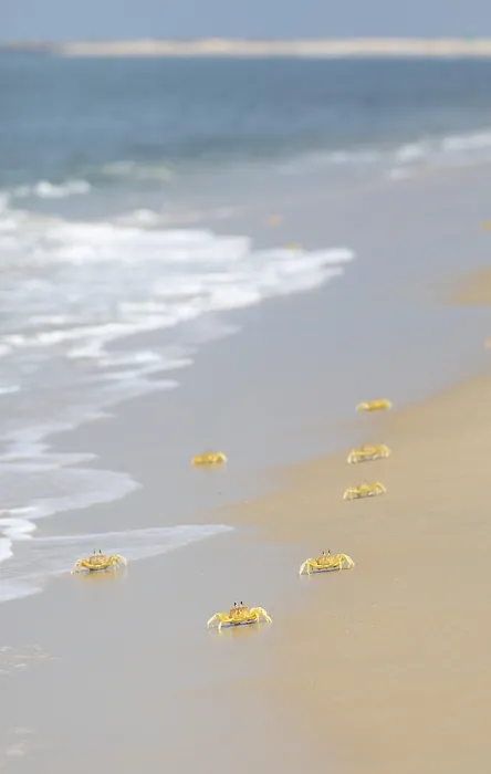 Framed Print : Horn-eyed Ghost crabs (Ocypode brevicornis) at Marari Beach or Strand