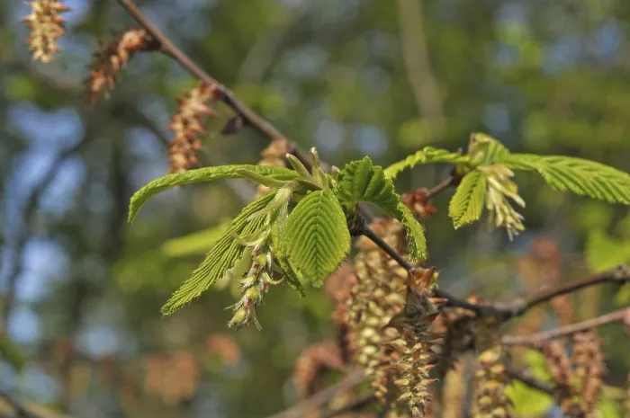Framed Print : Hornbeam (Carpinus betulus)