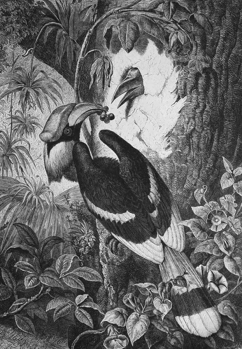 Framed Print : Hornbill (Bucerotidae), wood engraving, c 1880 Framed Print : Hornbill (Bucerotidae), wood engraving, c 1880