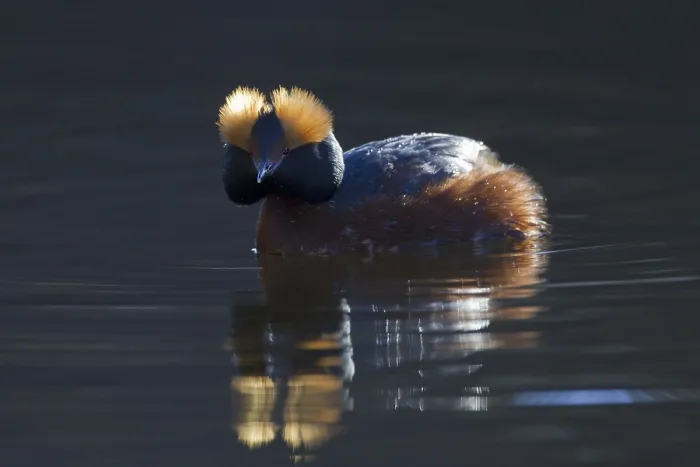 Framed Print : Horned grebe (Podiceps auritus) in breeding plumage swimming in lake