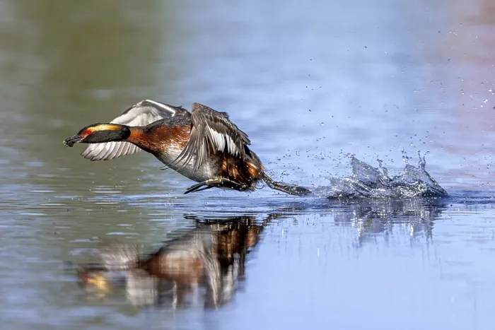 Framed Print : Horned grebe, Slavonian grebe (Podiceps auritus)