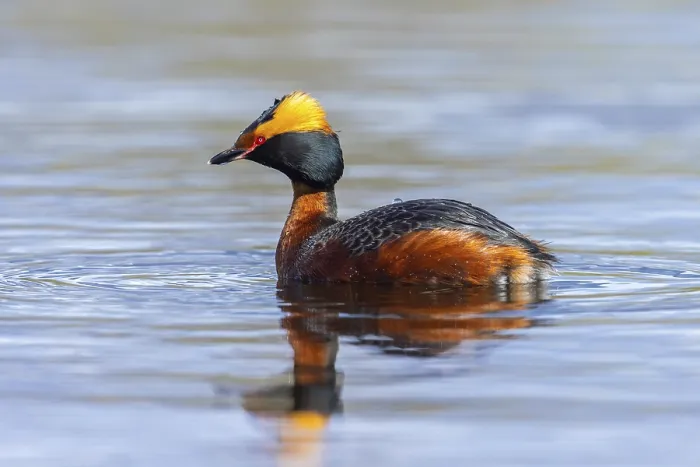 Framed Print : Horned grebe, Slavonian grebe (Podiceps auritus) adult in breeding plumage swimming in pond in spring