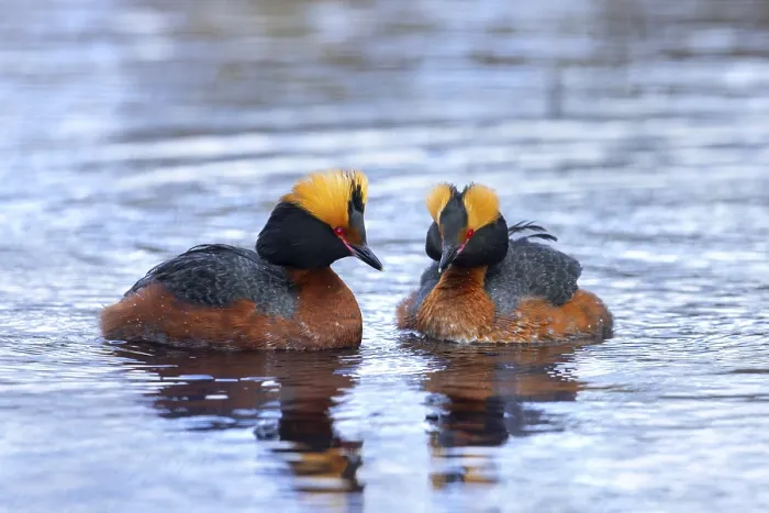 Framed Print : Horned grebe, Slavonian grebe (Podiceps auritus) pair in breeding plumage swimming in pond in spring Framed Print : Horned grebe, Slavonian grebe (Podiceps auritus) pair in breeding plumage swimming in pond in spring