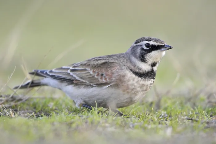 Framed Print : Horned Lark (Eremophila alpestris)