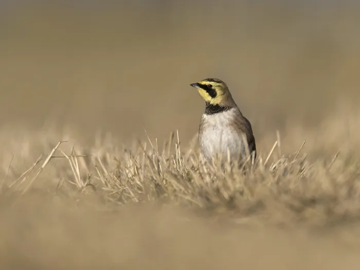 Framed Print : Horned Lark (Eremophila alpestris)