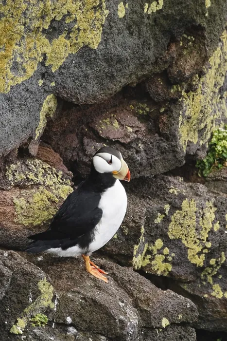 Framed Print : Horned Puffin (Fratercula corniculata)