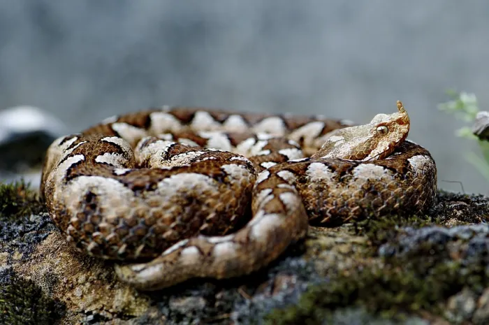 Framed Print : Horned or sand adder (Vipera a. ammodytes)