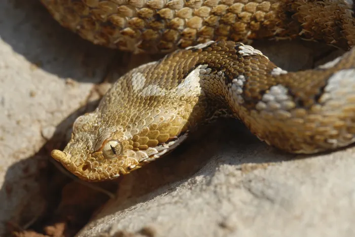 Framed Print : Horned viper (Vipera ammodytes) Framed Print : Horned viper (Vipera ammodytes)