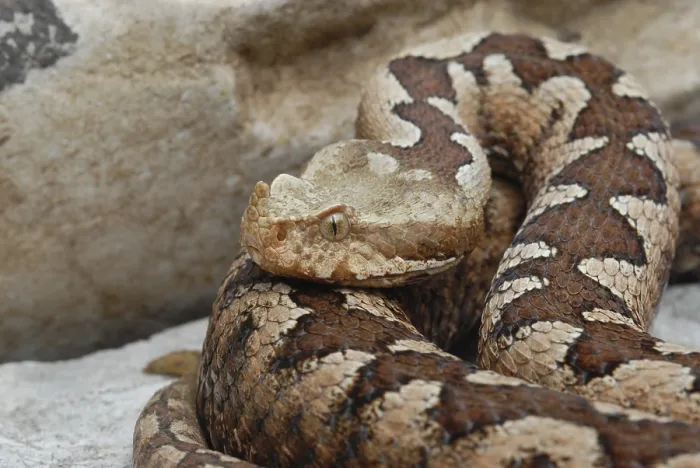 Framed Print : Horned viper (Vipera ammodytes)