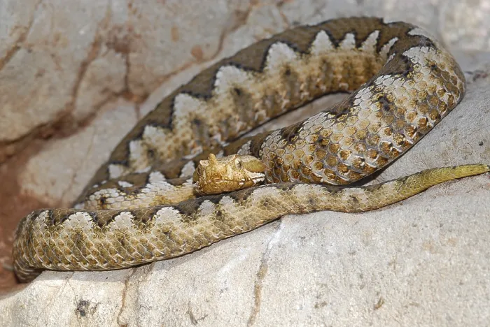 Framed Print : Horned viper (Vipera ammodytes) Framed Print : Horned viper (Vipera ammodytes)