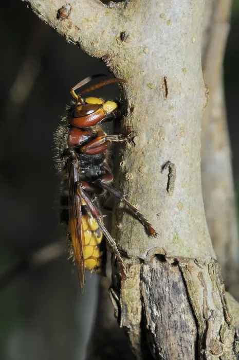 Framed Print : Hornet, wasp, vespa crabro, vespa