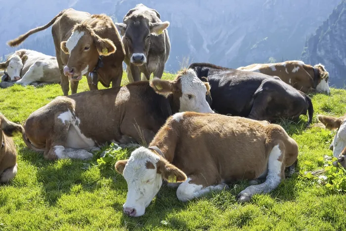 Framed Print : Hornless Allgau cows, Alpine pasture landscape near Pfronten Framed Print : Hornless Allgau cows, Alpine pasture landscape near Pfronten