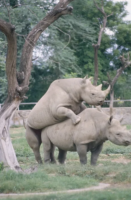 Framed Print : Two Horns Rhinoceros Mating (Rhinoceros unicornis)