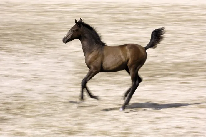 Framed Print : Horse, Arabian, riding horse, foal, motion blur